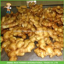 Chinese Fresh Ginger Size 150gm & up Packing 10kg Per Pack 10kg PVC Box